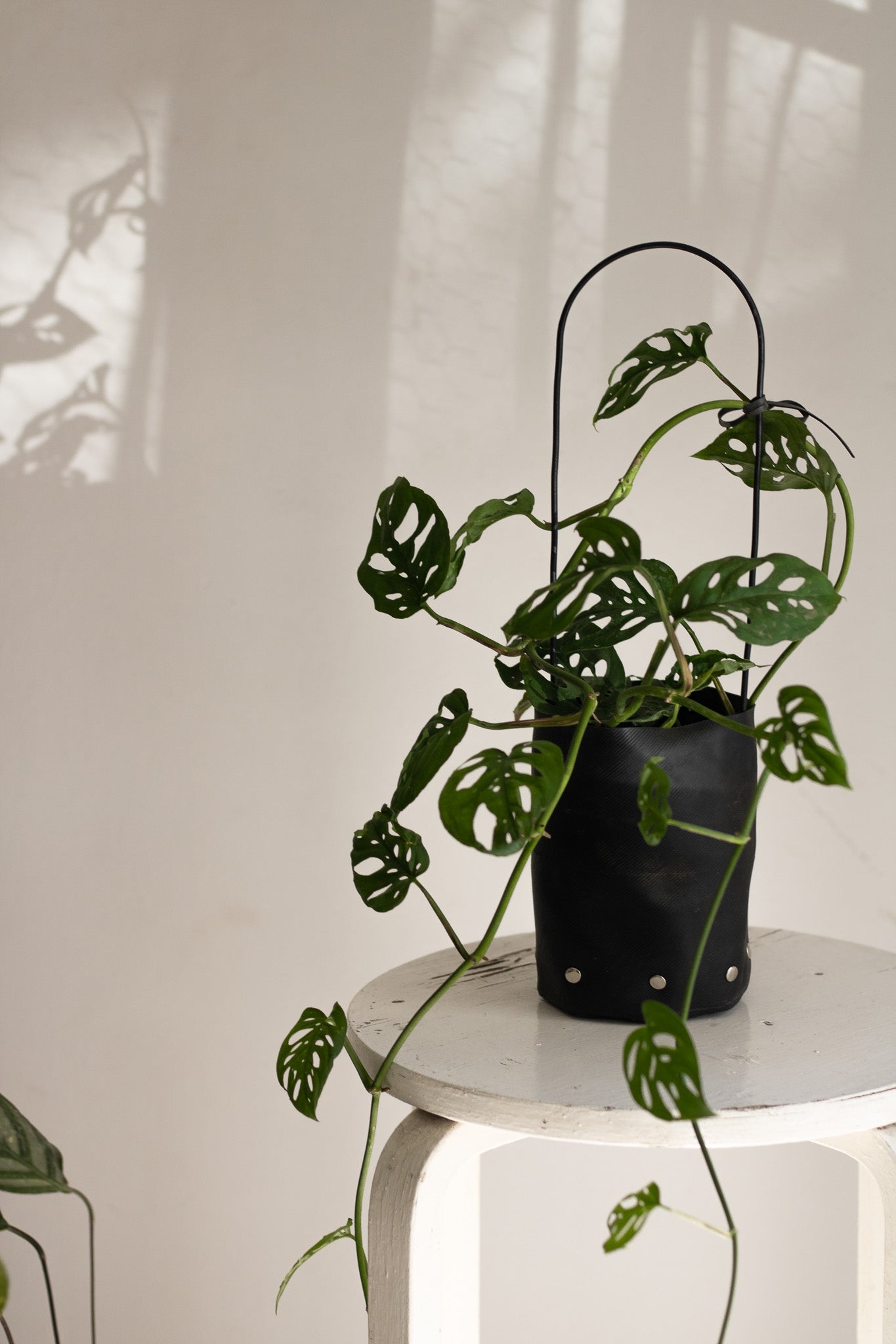 monstera friedrichsthalii Monstera Friedrichsthalii – Hera plantas