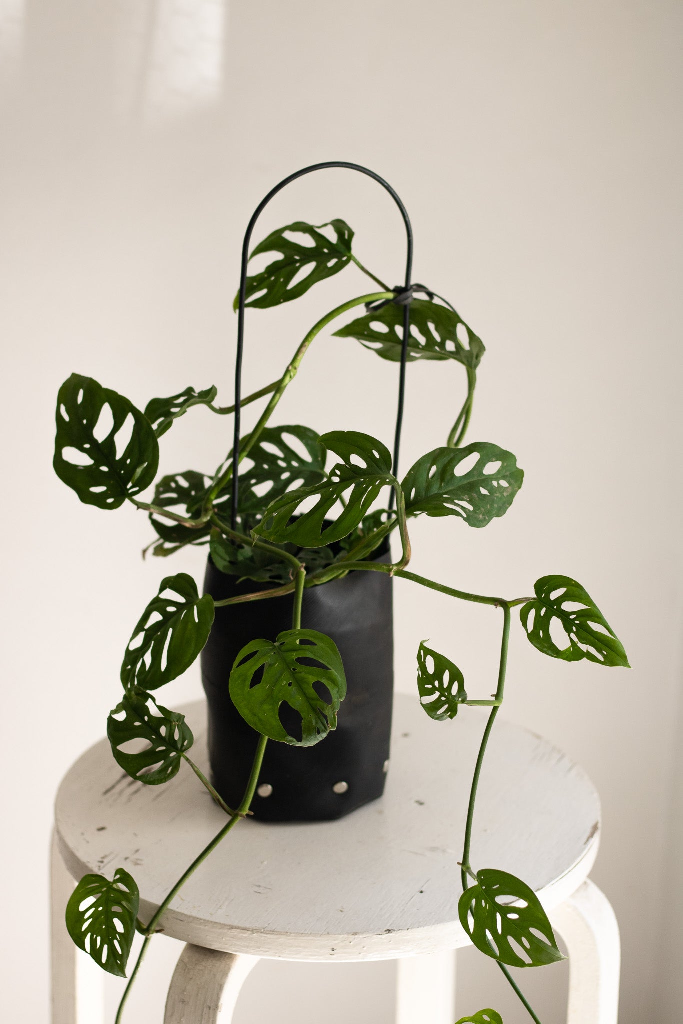 Monstera Friedrichsthalii