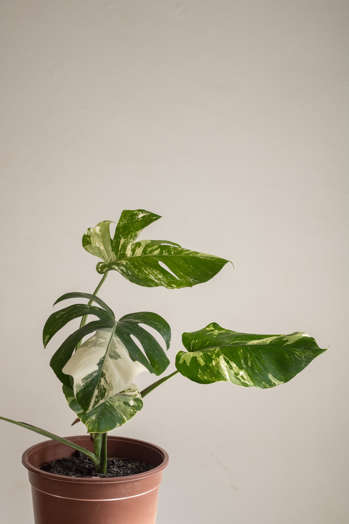 Filodendro Monstera variegada