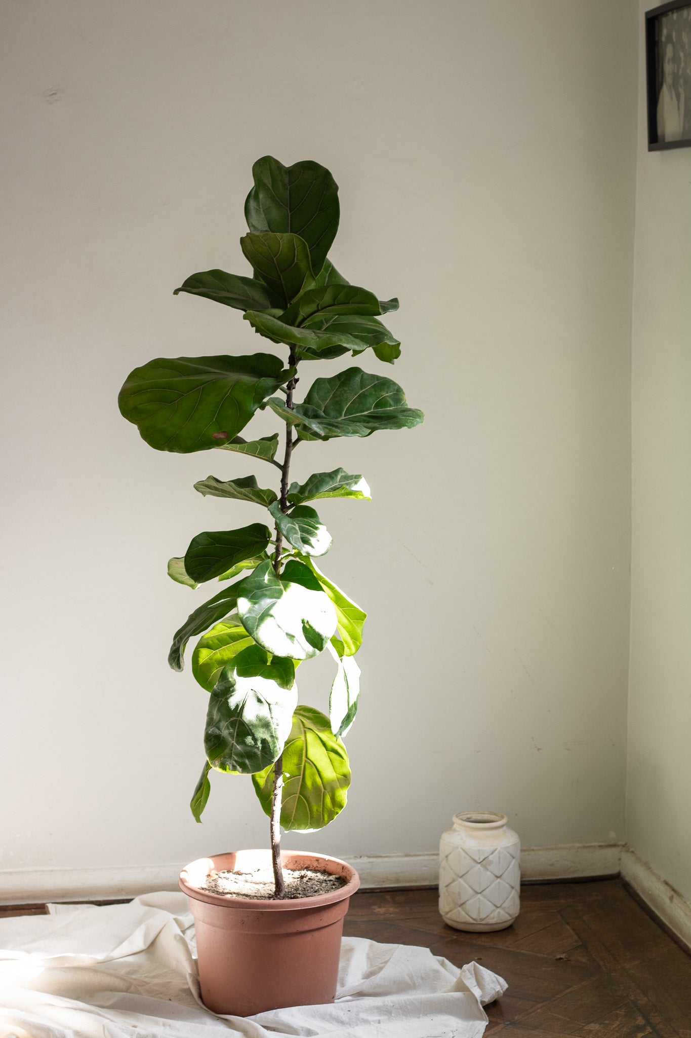 Ficus Lyrata