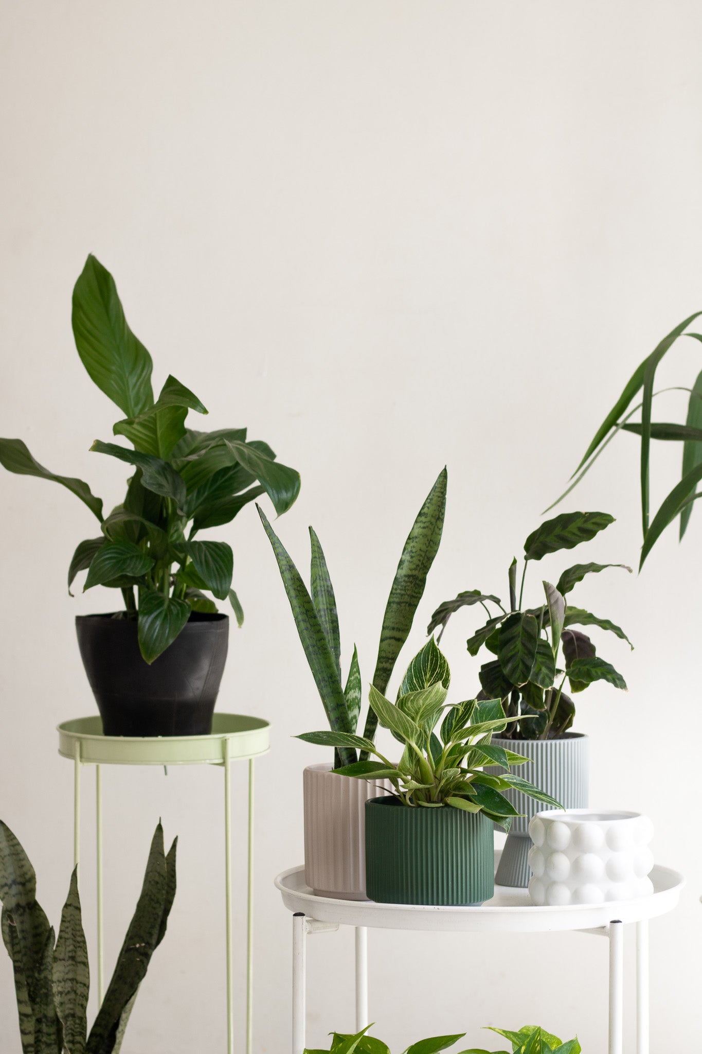 Calathea Lousiae
