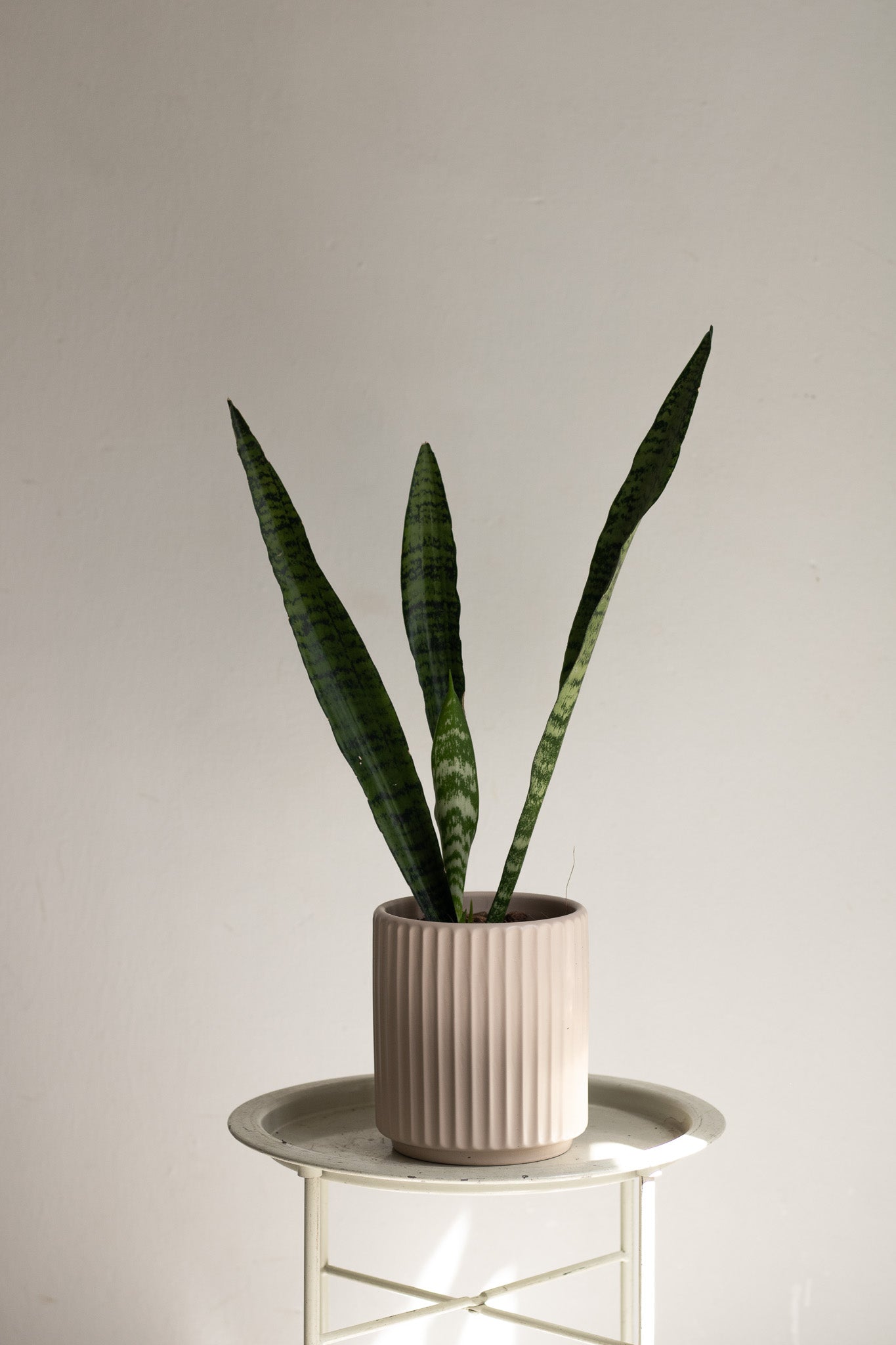Sansevieria