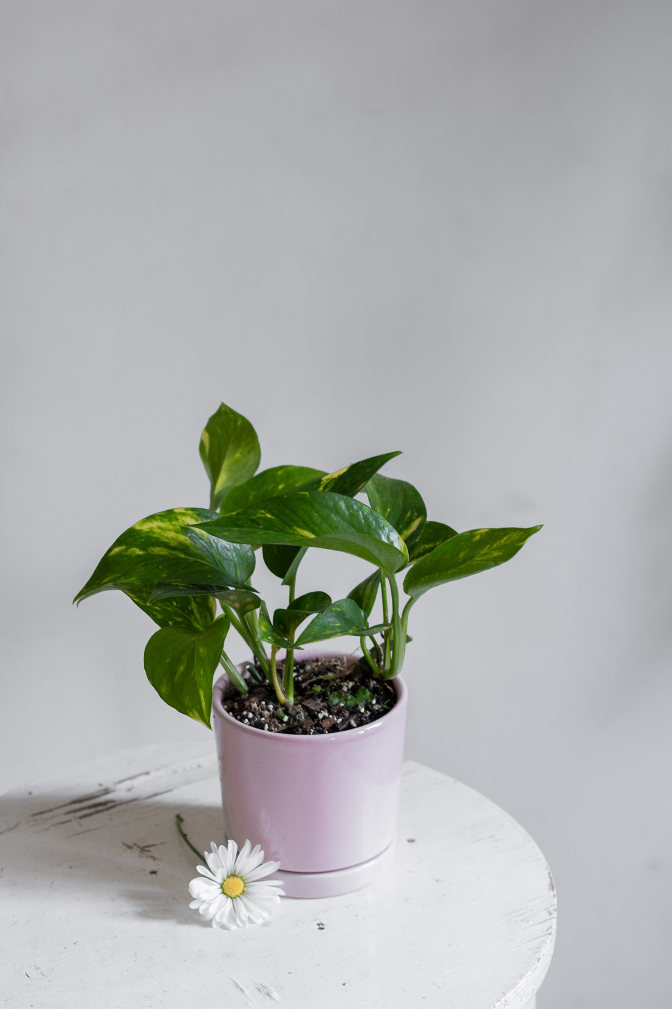 Pothus en maceta de cerámica