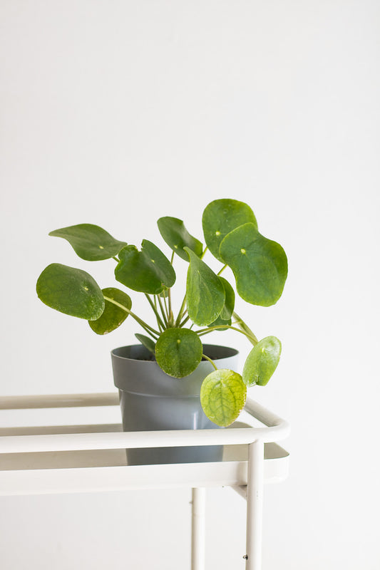 Pilea peperomioides