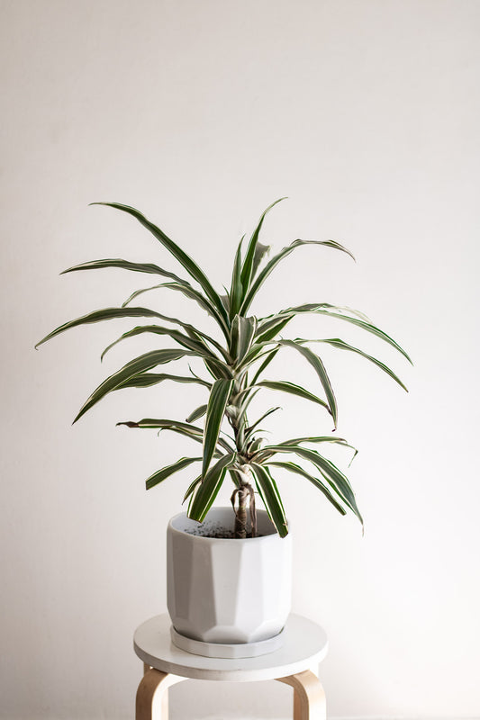 Dracena Warneckii