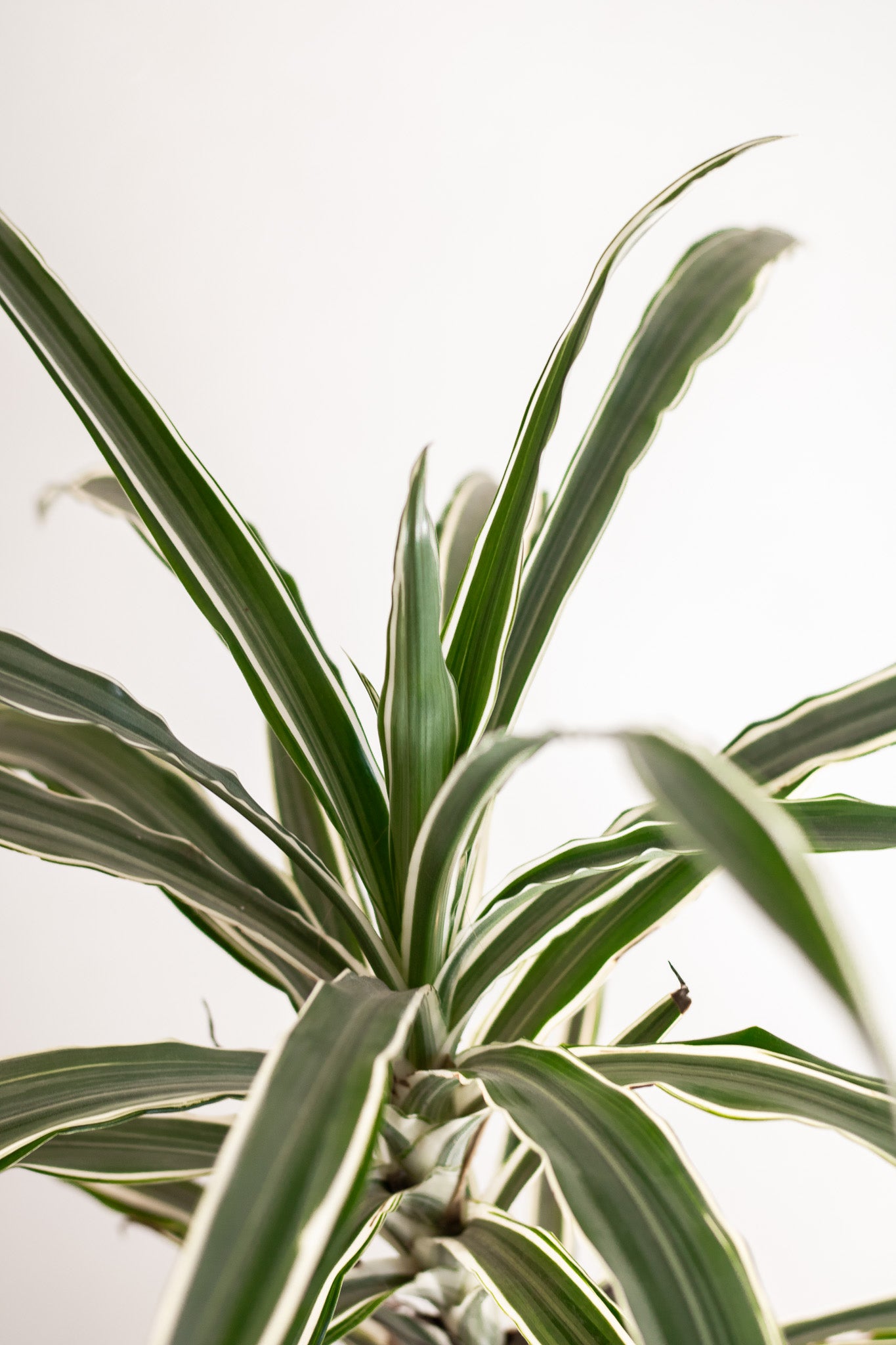 Dracena Warneckii