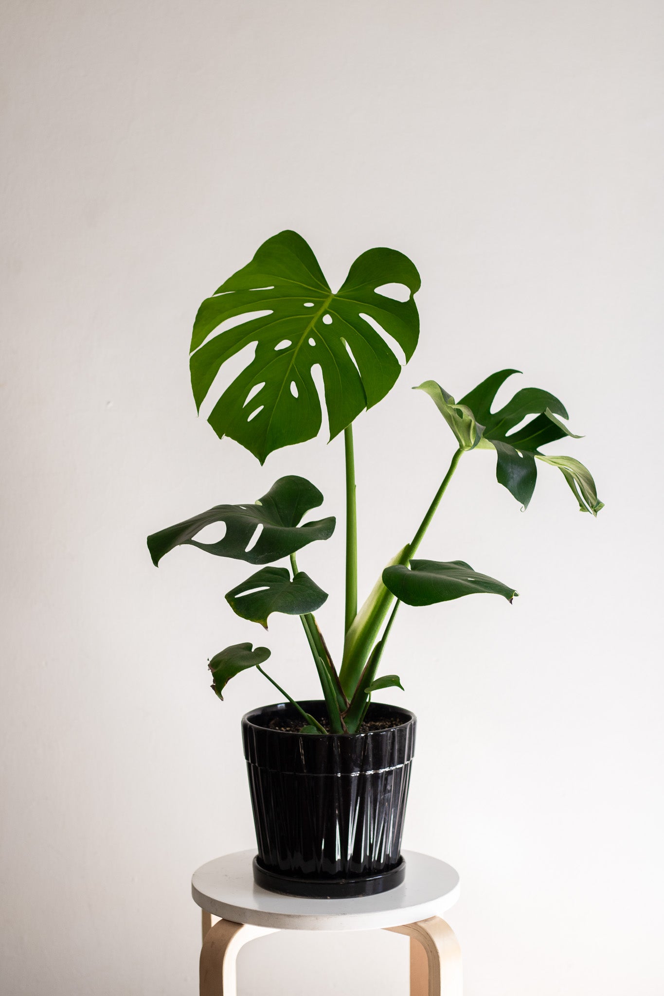 Filodendro Monstera