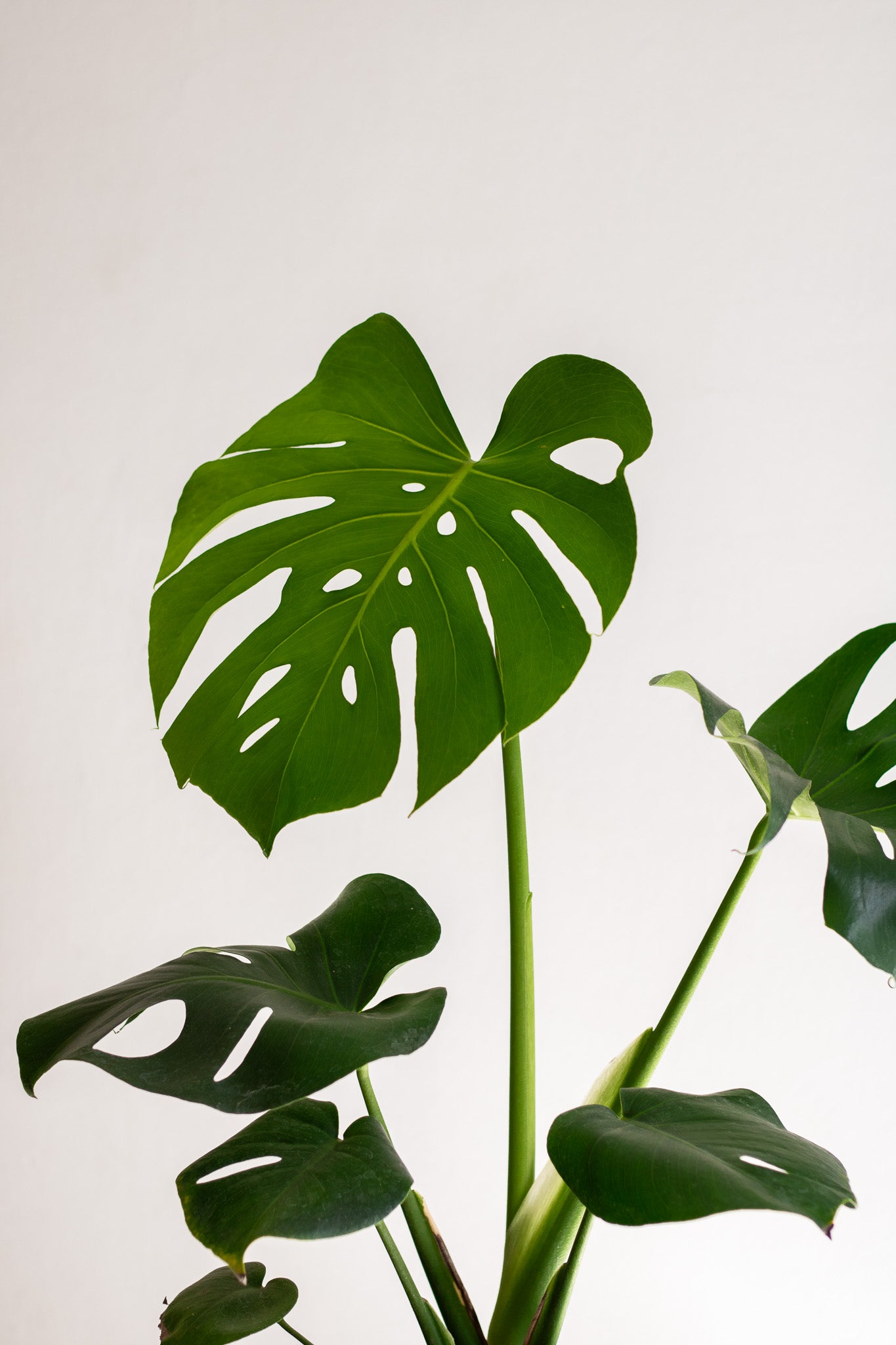 Filodendro Monstera