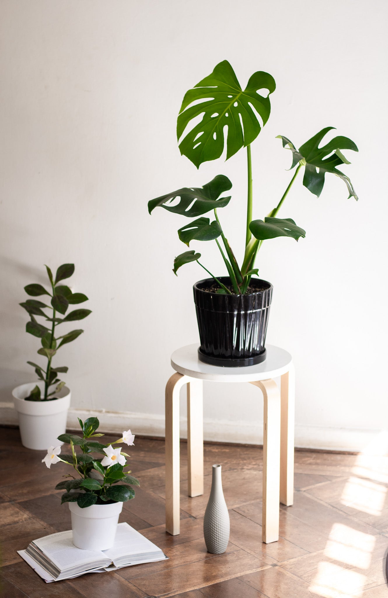 Filodendro Monstera