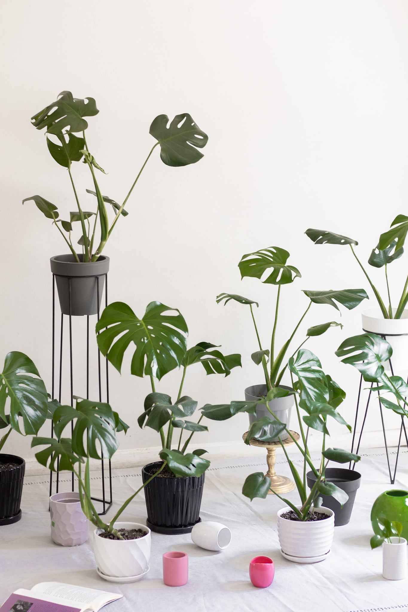 Filodendro monstera