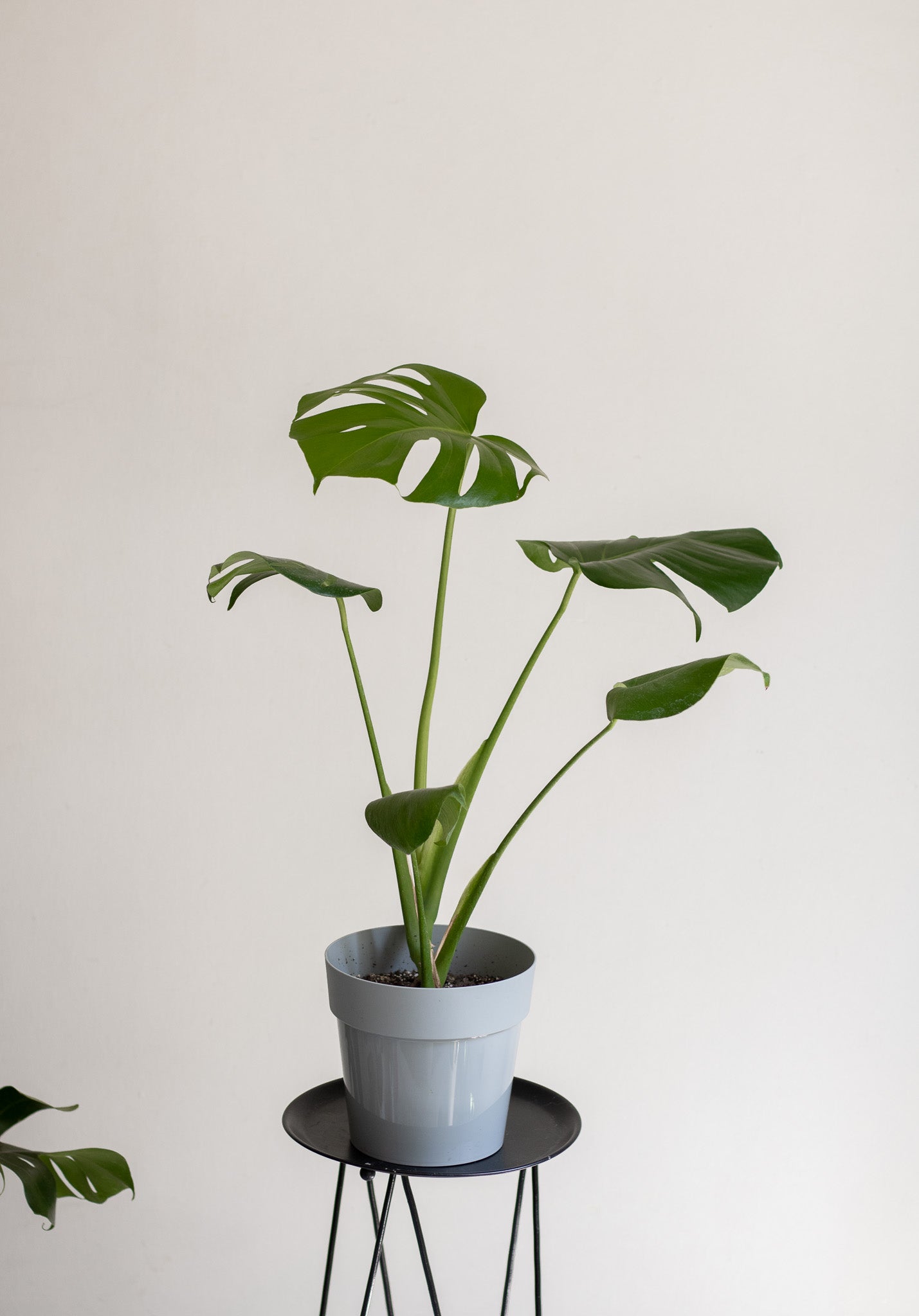 Filodendro monstera