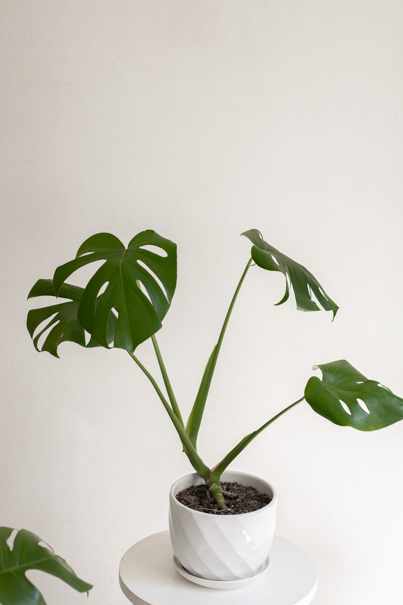 Filodendro Monstera