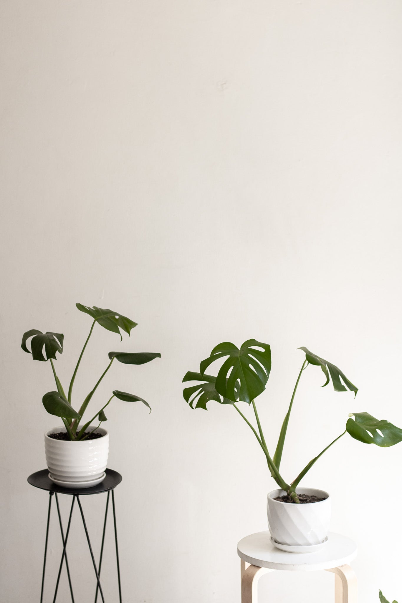 Filodendro Monstera