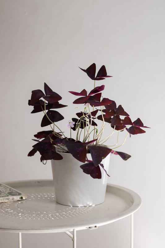 Oxalis