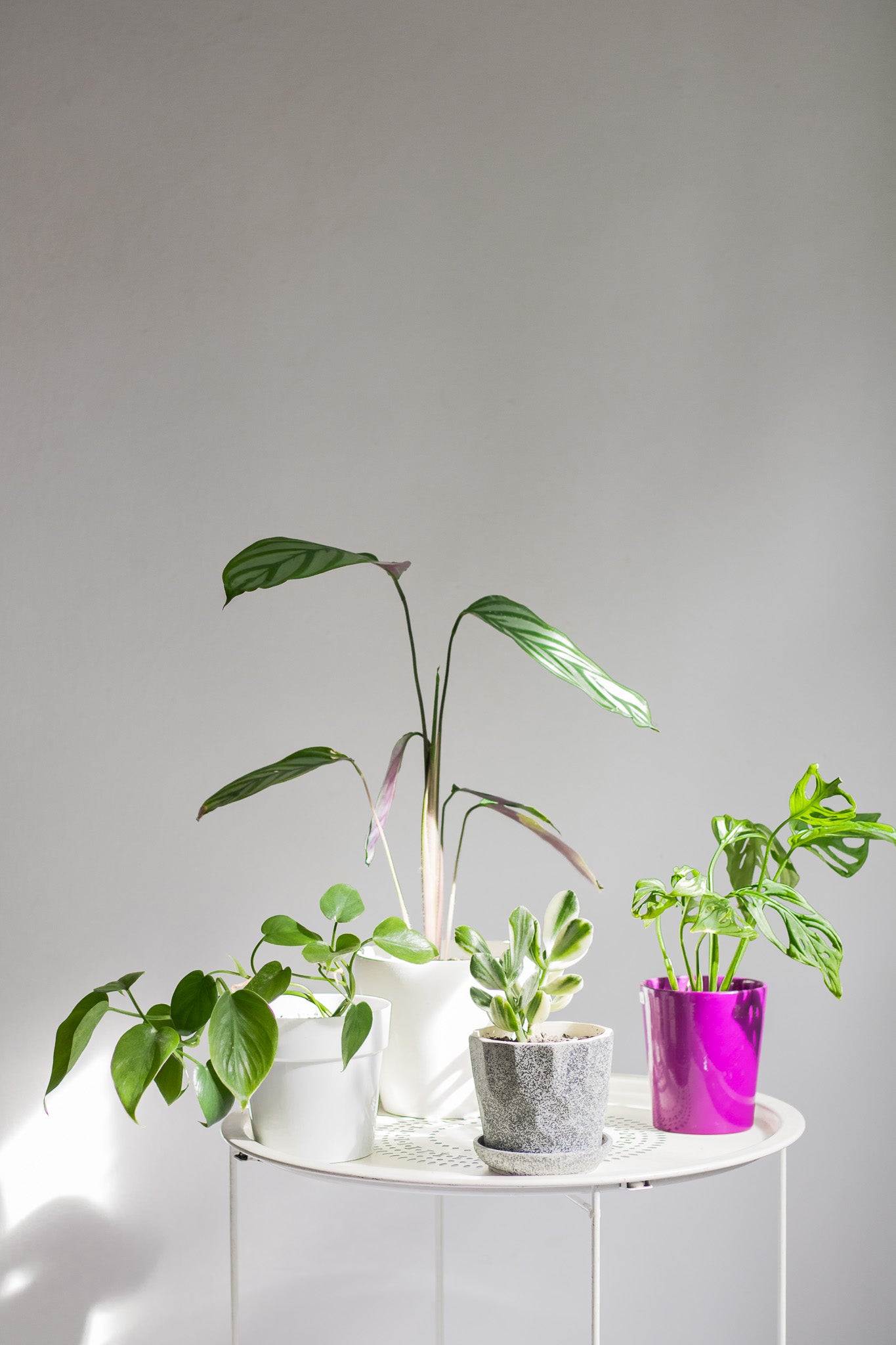 Asesoría web de cuidado de plantas