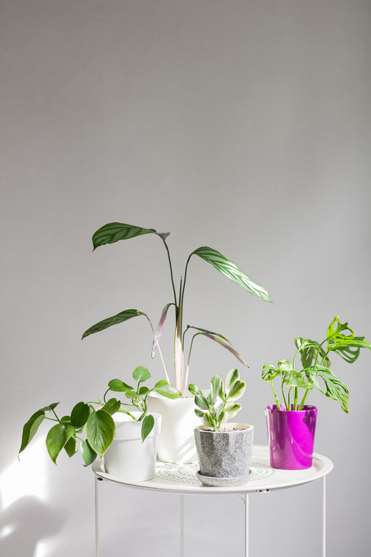 Asesoría web de cuidado de plantas