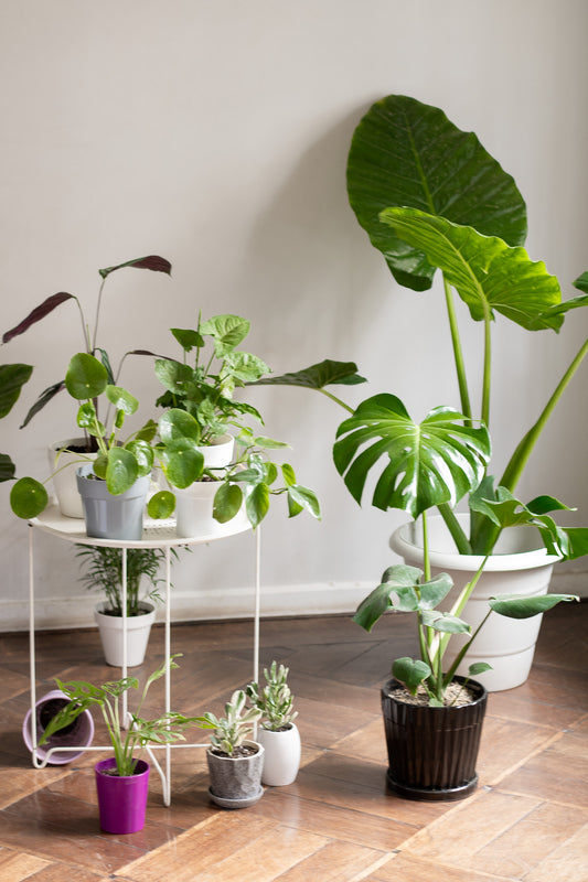 Asesoría presencial de cuidado de plantas