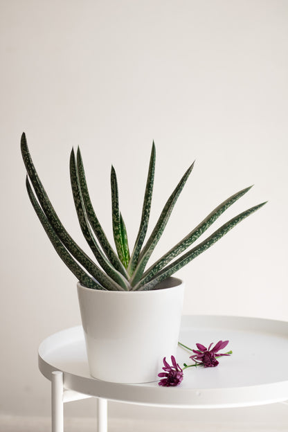 Gasteria