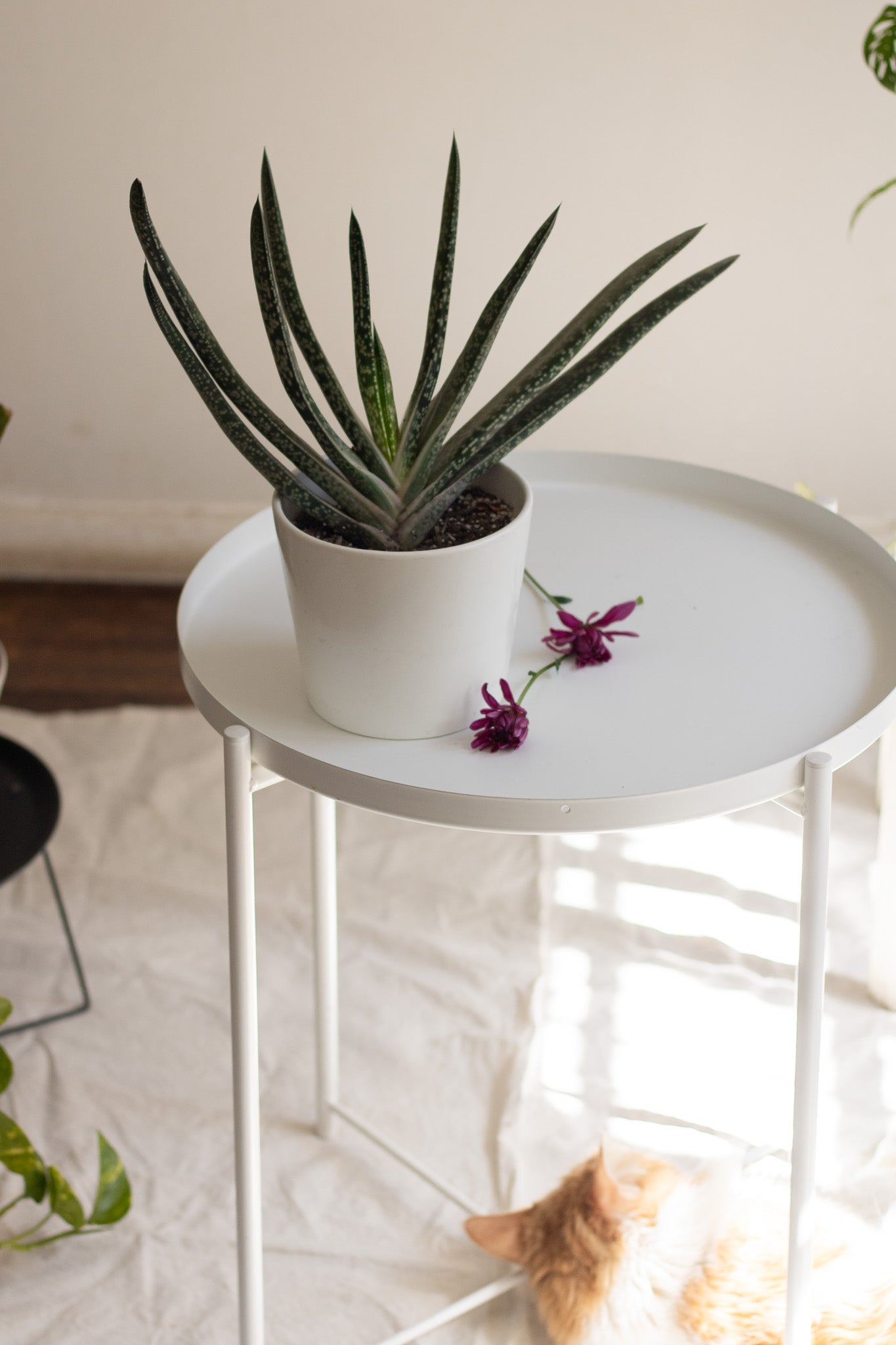 Gasteria