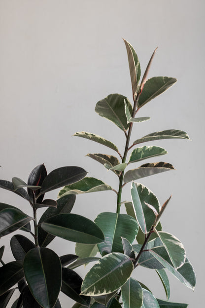 Dúo gomeros (Tineke y burgundy)