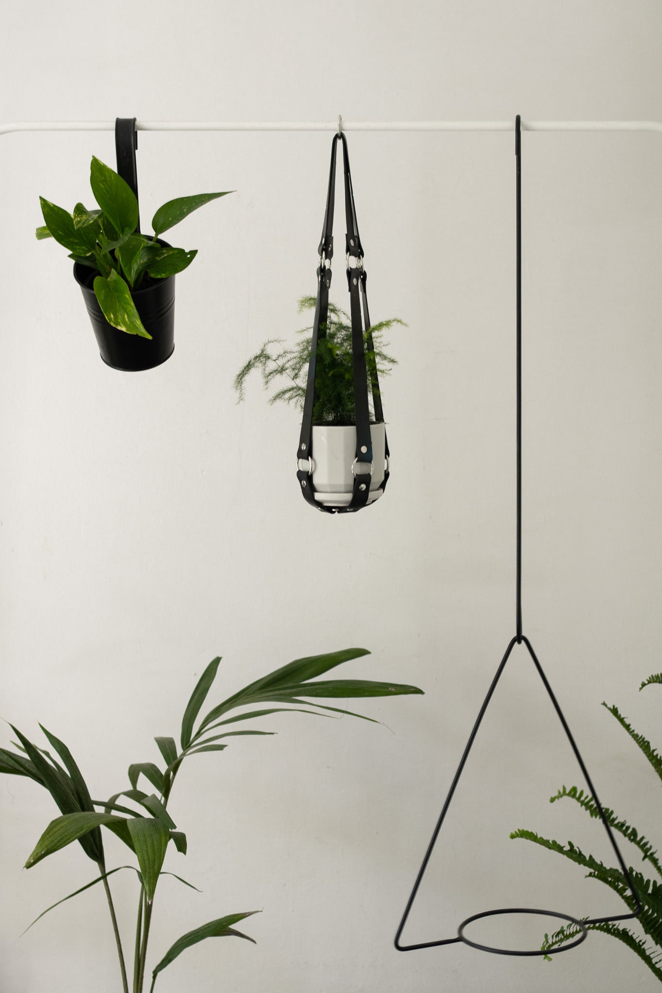Pothus en porta maceta colgante