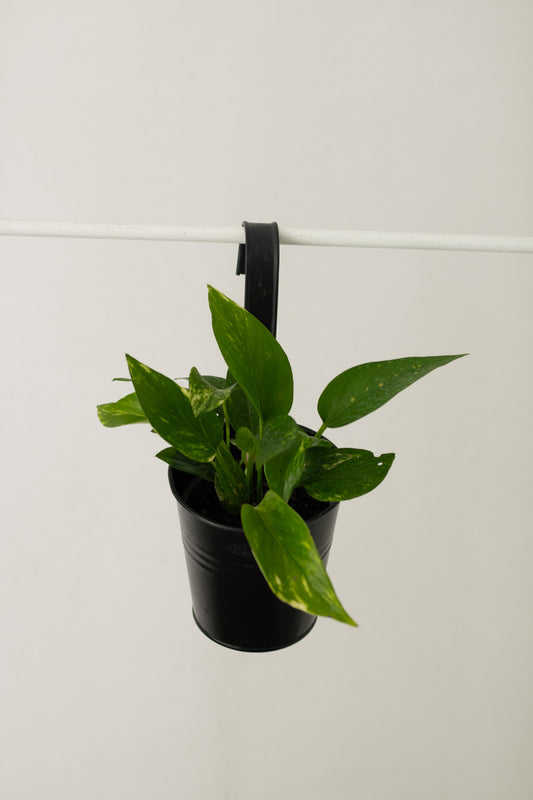 Pothus en porta maceta colgante