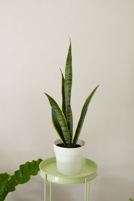 Sansevieria Laurentii