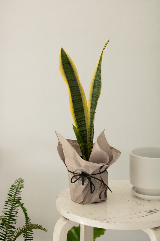 Sansevieria laurentii en maceta común