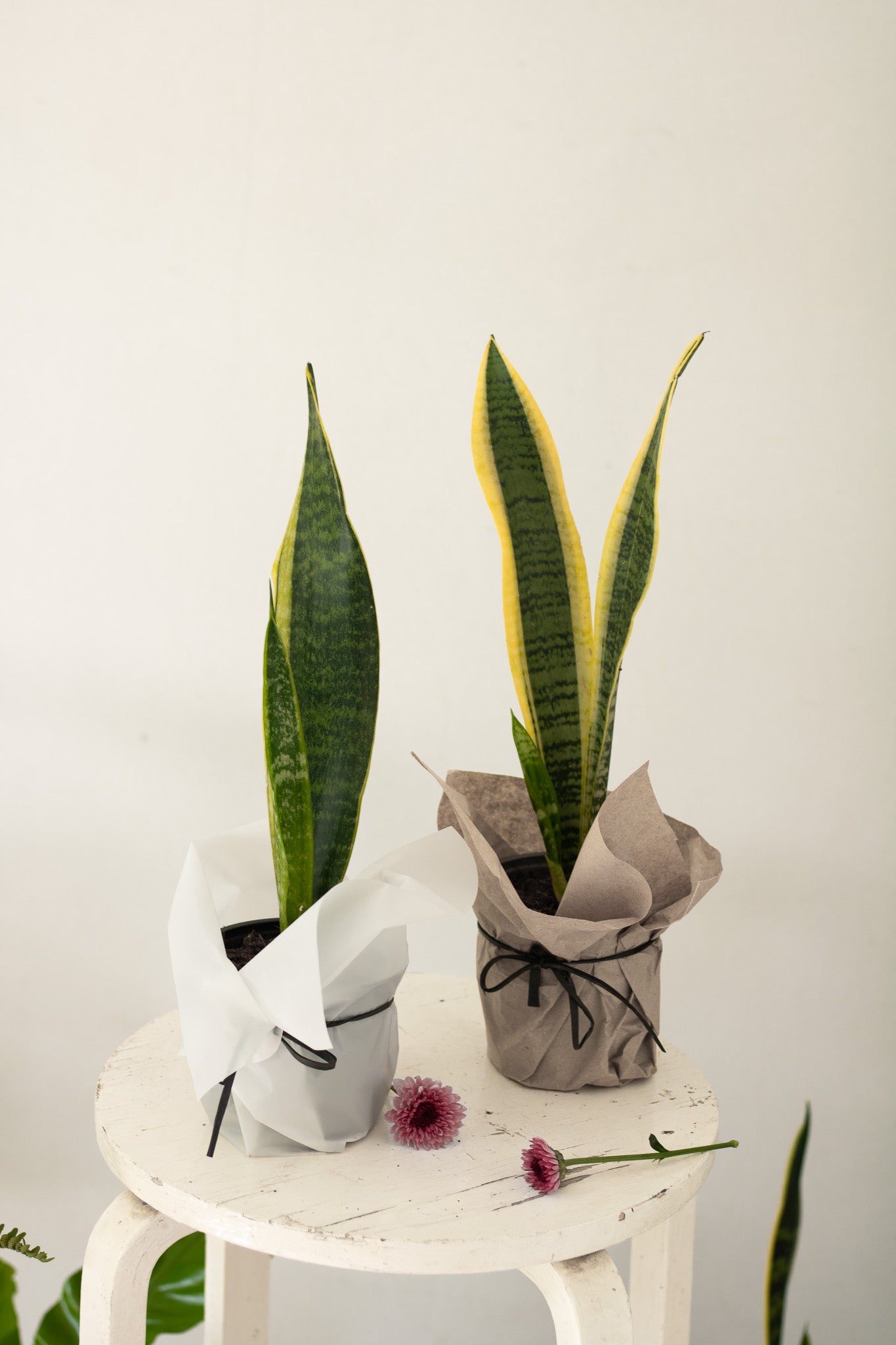 Sansevieria laurentii en maceta común