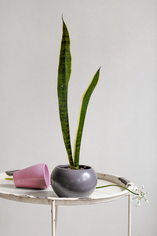 Sansevieria